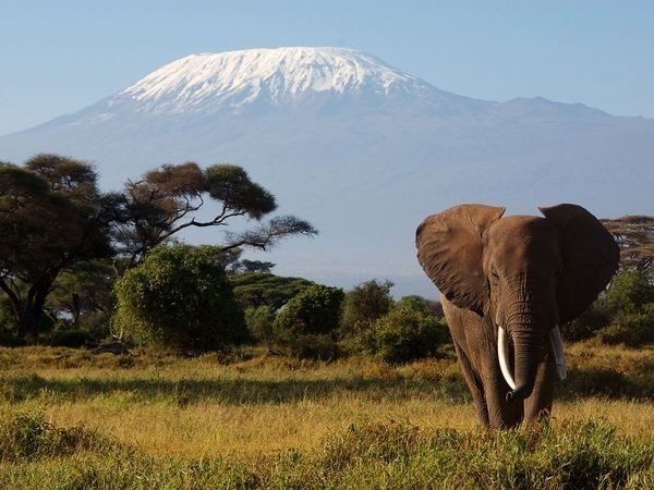 Kilimanjaro climber
